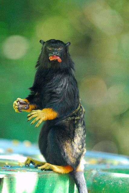 Black howler monke facing toward front in shouting pose