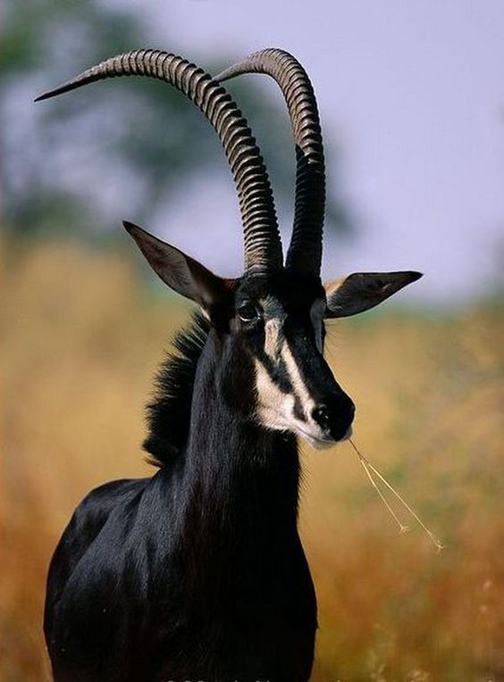 beautiful black coloured antelope standing in savannah