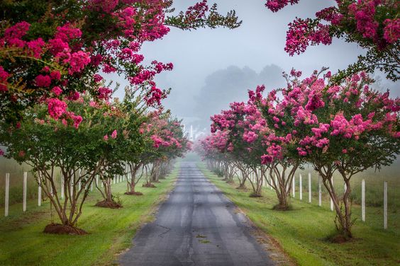 natural photograph of a beautiful garden with cherry blossom series by roadside