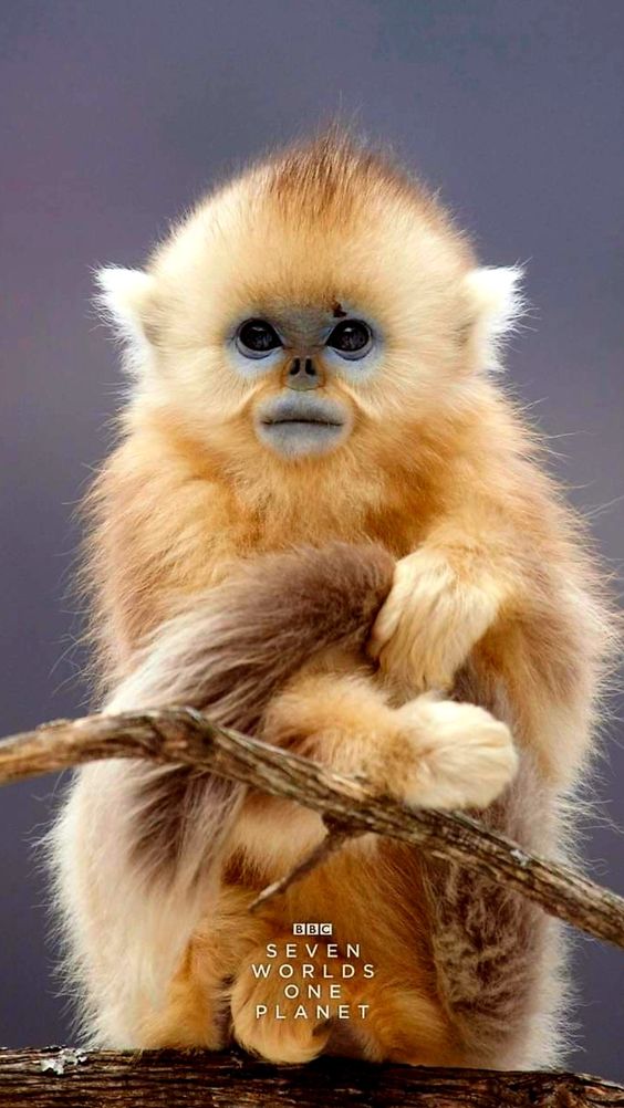 Golden monkey sitting calmly