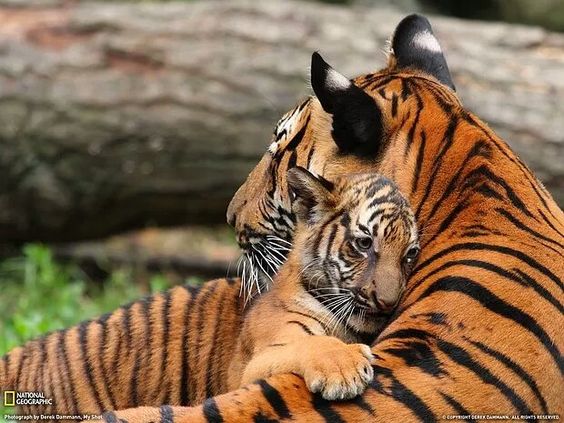 cute tiger cub hugging mother tiger