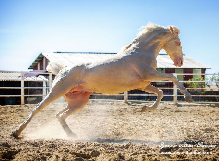 white horse running in his ranch with his for legs in air